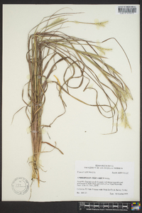 Andropogon ternarius image