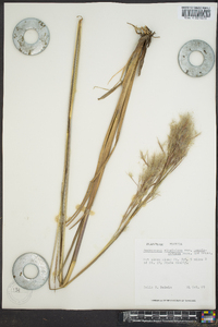 Andropogon glomeratus image