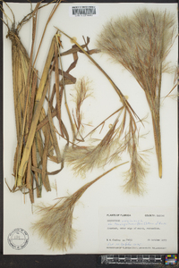 Andropogon glomeratus image