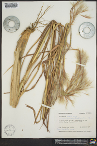 Andropogon glomeratus image