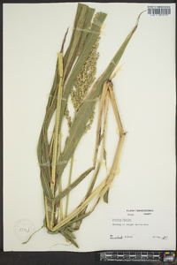 Sorghum bicolor image