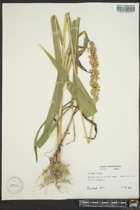 Sorghum bicolor image