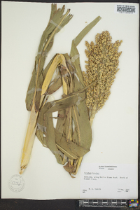 Sorghum bicolor image