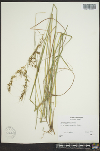 Sorghastrum elliottii image