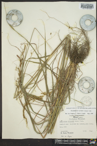 Sorghastrum elliottii image