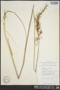 Sorghastrum elliottii image