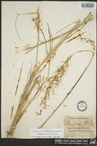 Sorghastrum elliottii image