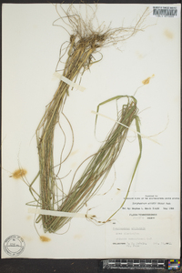 Sorghastrum elliottii image