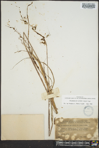 Sorghastrum elliottii image