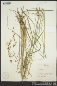 Sorghastrum elliottii image