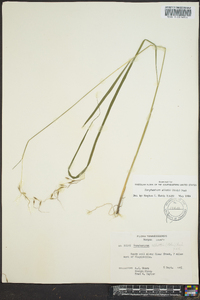 Sorghastrum elliottii image