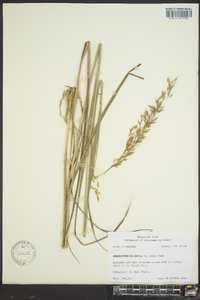 Sorghastrum elliottii image