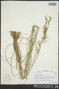 Sorghastrum elliottii image