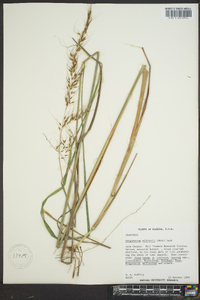 Sorghastrum elliottii image