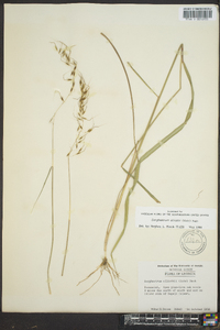 Sorghastrum elliottii image