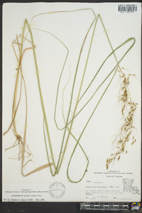 Sorghastrum elliottii image