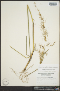 Sorghastrum elliottii image