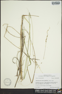 Sorghastrum elliottii image