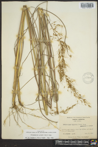 Sorghastrum elliottii image