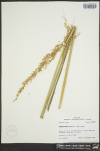 Sorghastrum elliottii image