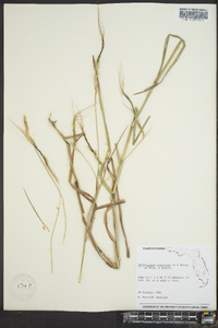 Heteropogon contortus image