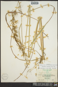 Sorghastrum secundum image