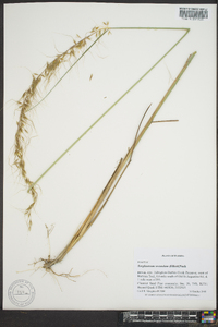 Sorghastrum secundum image