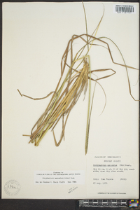 Sorghastrum secundum image