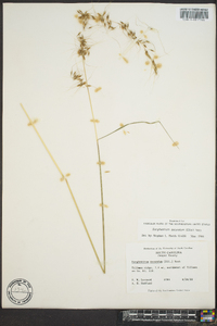 Sorghastrum secundum image