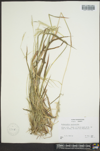 Bothriochloa saccharoides image