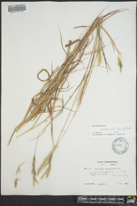 Bothriochloa saccharoides image