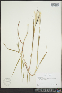 Bothriochloa saccharoides image