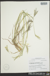 Bothriochloa ischaemum image