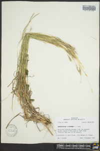 Bothriochloa ischaemum image