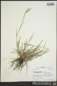 Bothriochloa ischaemum image