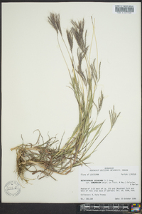 Bothriochloa ischaemum var. songarica image