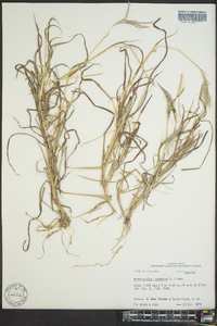 Bothriochloa ischaemum image