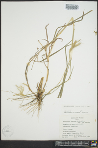 Bothriochloa pertusa image