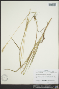 Bothriochloa saccharoides image