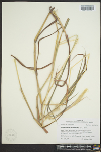 Bothriochloa saccharoides image