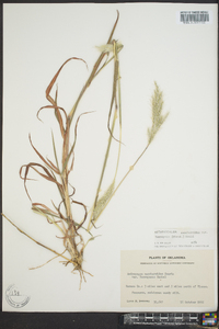 Bothriochloa saccharoides image