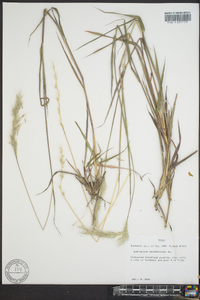 Bothriochloa saccharoides image