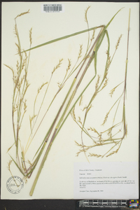 Schizachyrium scoparium var. divergens image