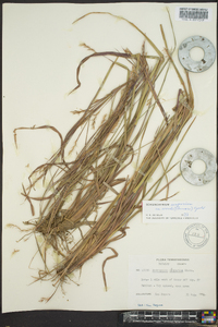 Schizachyrium scoparium var. divergens image