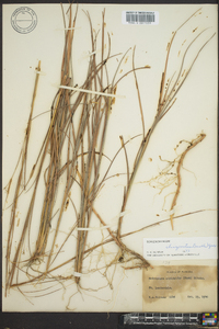 Schizachyrium maritimum image