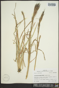 Schizachyrium maritimum image