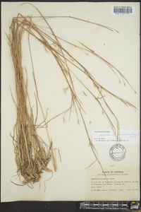 Schizachyrium scoparium var. scoparium image