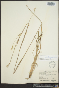 Schizachyrium scoparium var. divergens image