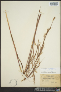 Schizachyrium scoparium var. divergens image