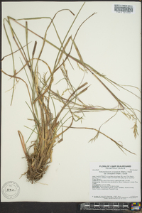 Schizachyrium scoparium var. divergens image